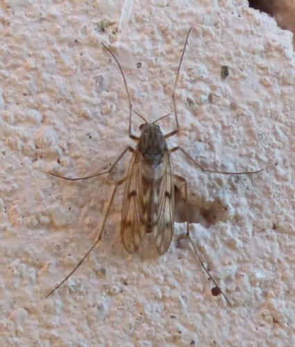 Réf. 252 268 : Macropelopia nebulosa